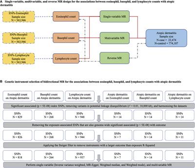 Bidirectional associations between eosinophils, basophils, and lymphocytes with atopic dermatitis: A multivariable Mendelian randomization study